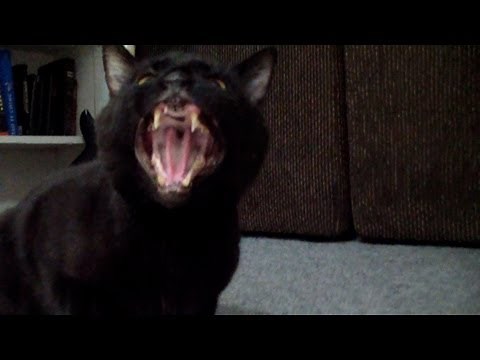 Incredible Singing Cat