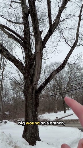 How Trees Compartmentalize Decay (CODIT Explained Using a Large Oak)