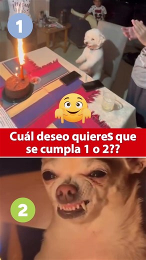 Estos perros actúan diferente cuando les cantan cumpleaños #dog #perros #shortviral