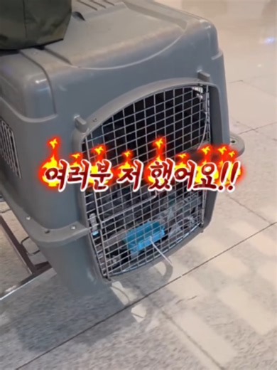 강아지 입양 브이로그: 가족이 생긴 기념 재밌는 하루
