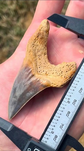 Unofficial World Record Benedini Shark Tooth: These are a rare species to find when hunting for shark teeth and any over 3 inches are considered a great trophy. This monster found by Logan of East Coast fossils at Palmetto Fossil Excursions measures 3.33 inches and apparently nobody else in our network has heard of one larger. Maybe soon Guinness World Records will step up and start verifying shark tooth world records! All you have to do is measure them, Guinness, yet we have a verified world re