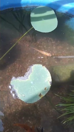 my mini fish pond setup