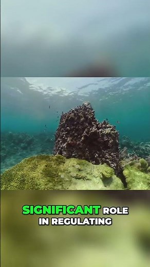 Hadal Zone Mysteries: Deep-Sea Creatures & Climate Secrets