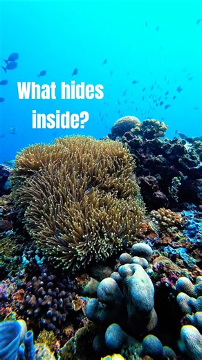 Clownfish hide-and-seek! 🐠💛🥹 #shorts #nemo #ocean #anemone