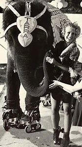 2.6K views · 39 reactions | Tarra 'The Roller-Skating Elephant' In...