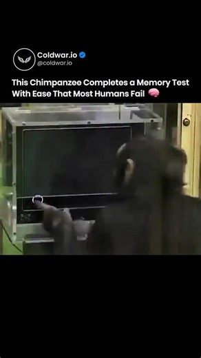 Knowledge Matrix on Instagram: "This chimpanzee outperforms most humans on memory tests. In controlled experiments, chimpanzees memorize the exact position of numbers on a screen after a split second and recall them with near perfect accuracy once they disappear. Humans struggle with the same task even after training. Speed drops. Accuracy drops. Practice improves results but the gap stays clear. The reason lies in the brain. Chimpanzee brains favor rapid visual processing and instant recall sha