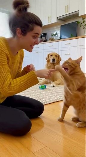 “Cat vs Human: The Finger Challenge 😼✋”