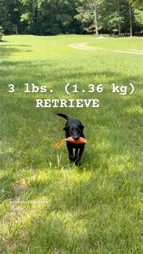 Labrador Retrieves a 3 lb (1.36 kg) Bumper | Gundog Training