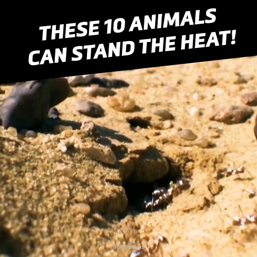 These animals are built for heat! | Crazy Creatures