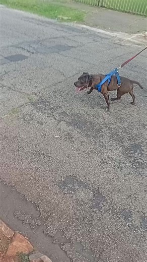 Pablo chronicles I must say for a XL bully he is very energetic and athletic #americanbully #pitbullsouthafrica #americanbullyofficial #pitbullsoftiktok