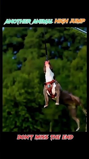 Unbelievable! This Lion Jumps 15 Meters to Catch Its Prey 😱🔥"