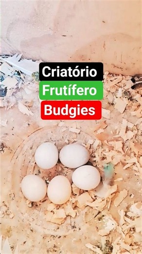 Breeding: Color Budgies