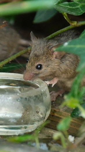 Did this mouse just wink at me ? I filled up the little water pots and hoped to get some footage of mouse taking a drink, watch to the end | The Mouse family that live by the brambles