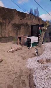 50K views · 1.1K reactions | THE PENGUINS RETURN TO BLACKPOOL ZOO Cuteness overload! Blackpool Zoo’s Magellanic penguin colony is back!  Settling into their newly renovated enclosure, a brand-new beach, complete with sand from an estuary on the River Mersey, is eight times bigger than before and more nest boxes have been added for mating pairs. Here's a short video of them waddling around their freshly updated home.  Blackpool Zoo | I Love Blackpool | Facebook