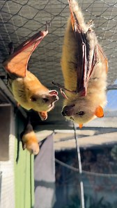 Did someone mention a bat romance? Because many bat species are social, their relationships within their group are important for their well being and survival! 🦇🥰 #animals #bats #cute #florida #nonprofit | Lubee Bat Conservancy