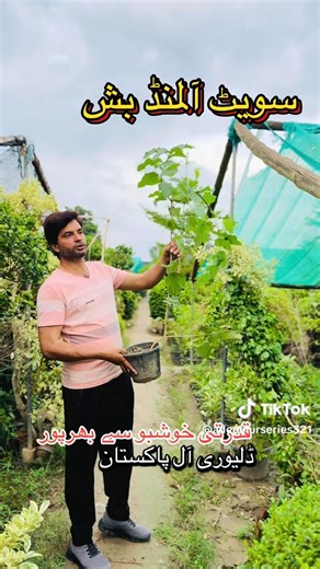 #adeelnurseries #instocknow #Pattoki #WhatsAppNo 03216587787 | Adeel Nurseries