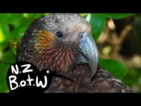 Kaka - New Zealand Bird of the Week