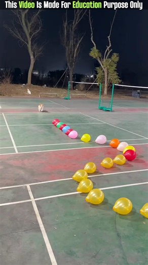 The Dog And Balloon 😨| New Viral Gadgets, Smart Appliances, Kitchen Utensils/ Home Inventions