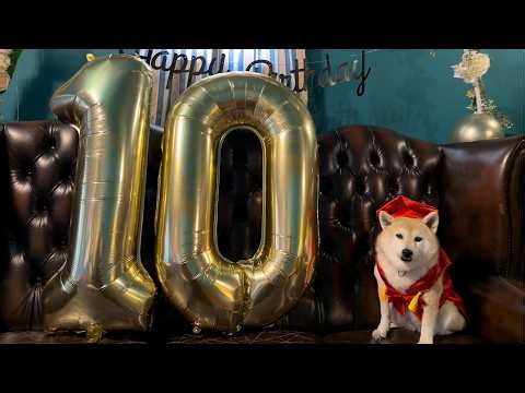 A Shiba Inu celebrating its 60th birthday