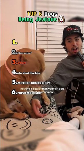 TOP 6 Dogs Being Jealous! 😠🐶