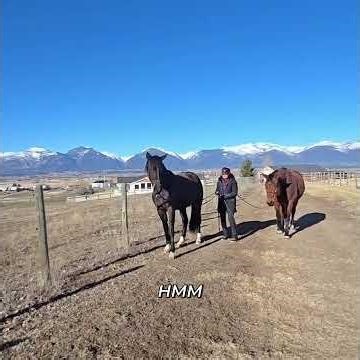 Horse Training: Stop Your Horse Stepping Over the Line! #shorts