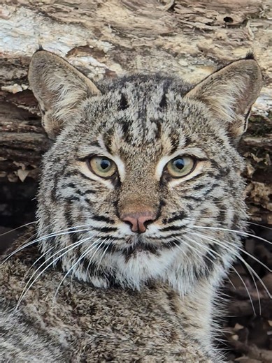 Effective Bobcat Trapping Techniques You Should Try