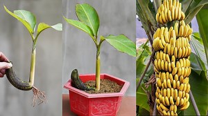 Grow bananas at home from bananas themselves – No technique needed, still sprouts! | H&H Gardening Secrets