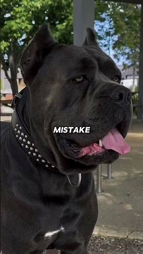 Dogs That Police Don’t Want You Owning