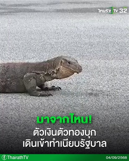 "ตัวเงินตัวทอง" บุก! เดินเข้าทำเนียบรัฐบาล . #ตัวเงินตัวทอง #ทำเนียบรัฐบาล #สัตว์ #คลิปโซเชียล #ไทยรัฐทีวี32 | ThairathTV