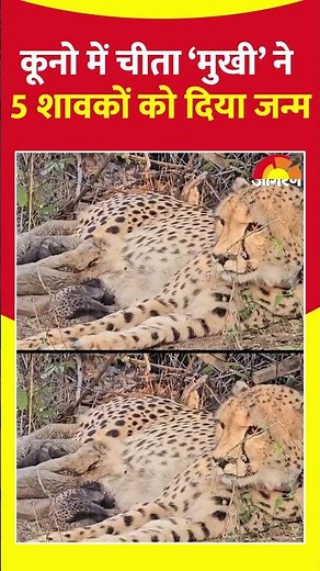 कूनो में आई खुशखबरी, 'मुखी' ने दिया पांच शावकों को जन्म; प्रोजेक्ट चीता को नई उड़ान