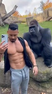 Gorilla Copying Bodybuilder With Great Talent #superstar #gorilla #bodybuilder | Laugh Buddy