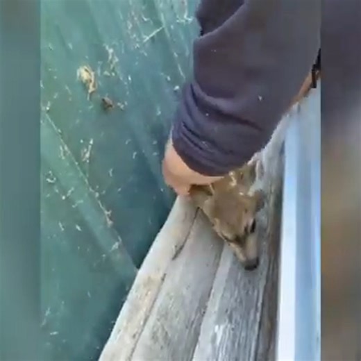 1.3K views · 81 reactions | This Fawn Was Stuck and Helpless, Watch the Heartwarming Rescue #animallover #loveforfawn #smallfawn #rescueanimal #fawnrescue | Animal Rescuers United | Facebook