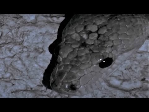 Snake Hunting For Bats In The Darkness | Wild Caribbean | BBC Earth