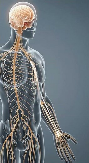 Why Your Hand Falls Asleep | The Real Reason Explained by Science