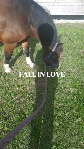 #prt #horse #equestrianjourney #pourtoi #equestrian #cheval #pony #animaux #trend