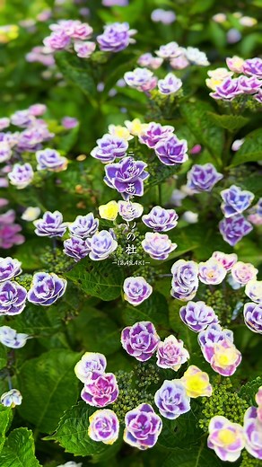 冒頭の紫陽花『きらきら星』バラのような花型が特徴的で、可愛らしい。 『二本松寺 あじさいの杜』は、４０，０００㎡の境内に１００種類１０，０００株のあじさいが咲き誇ります。 期 間 ： 5月31日（土曜）から6月30日（月曜）まで（開花状況により変更になる場合があります） 時 間 ： 午前9時～午後4時(最終受付) 入山参拝券（境内施設整備金）\t400円 中学生以下\t無料 『二本松寺 あじさいの杜』へのアクセスは、高速バスが大変便利です。 水郷潮来まで、東京駅八重洲南口から高速バスで７０分。 高速バスは、１０～１５分間隔で運行しております。 境内には、水戸光圀公お手植えの槇（天然記念物）、ふたもとの松（水戸光圀公が詠んだ歌）、菩提樹の花なども楽しめる約３０～４０分の散策コースが整備されております。 健康のため、ダイエットのためのウォーキングは、４０分くらいがベストとされており、たまには花や木々を見ながらのウォーキングはいかがでしょうか？ あじさいの杜をぬけて、本堂まで進むと「本尊薬師如来」にお参りが出来ます。 仏のお医者様と呼ばれ、様々な病気を治す仏様としても知られておりますので、ぜ