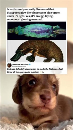 The Platypus Actually Glows in The Dark? 🦆✨ #funny #memes #pets