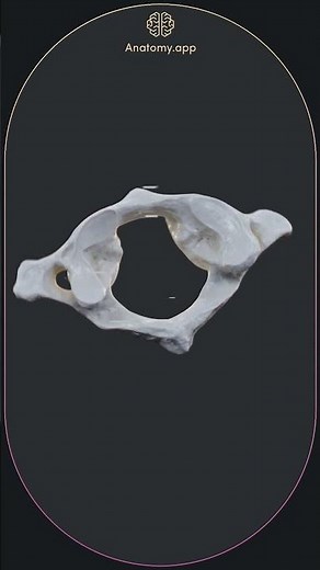 First cervical vertebra or atlas (C1)