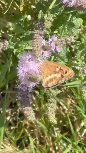 Have you taken part in the big butterfly count yet? You've got one day left! It's really easy to take part, just watch a spot for 15 minutes and record what you see! Find out more information at the Butterfly Conservation website here... https://bigbutterflycount.butterfly-conservation.org/ | Quince Honey Farm