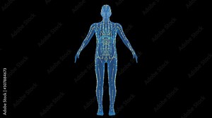 The human body meridian