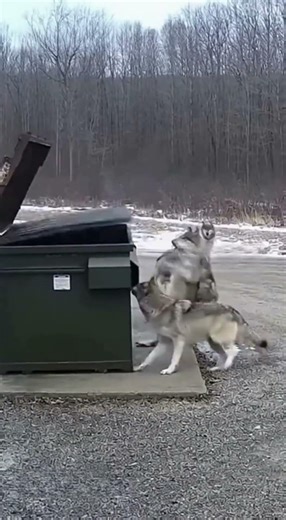 I Went to Throw Out Trash... Then the Wolves Came #shorts #encounter #danger