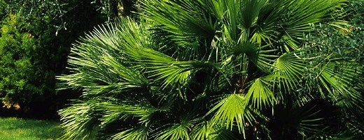 Chamaerops humilis : plantation, arrosage et entretien | Truffaut