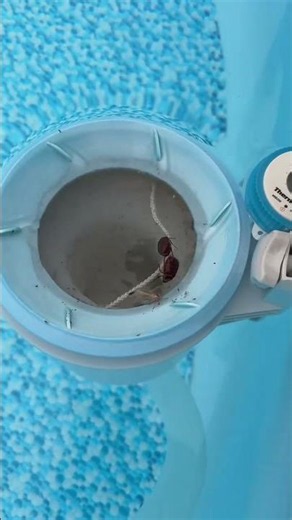 Keep your pool cleaner with less effort using the Intex Wall-Mounted Automatic Pool Skimmer