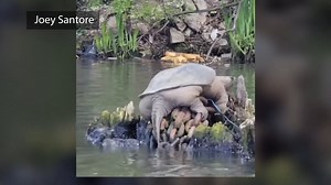 6.2K views · 64 reactions | Footage of a plump snapping turtle relaxing along a Chicago waterway has gone viral after the man who filmed the well-fed reptile marveled at its size and nicknamed it “Chonkosaurus." Read more about Chonkosaurus here: bit.ly/3MjuTOn | WAND News | Facebook