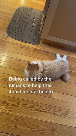 Rex is a cat 🐱 Not a bunny rabbit . He just hops that way because he doesn’t have any front feet. #cats #catsoftiktok #catlover #animal #kittycat #animalsoftiktok #fluffy #catbunny #viralcat #fypcat