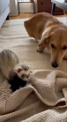 Ferret steals the blanket like it’s his job 😭