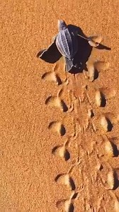 295K views · 10K reactions | The tracks baby turtle make are so cool. | I Love The Ocean | Facebook