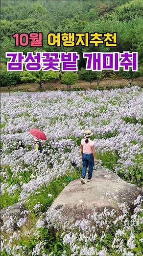 Autumn travel destinations, purple autumn scenery, photo zones galore, Mungyeong Munhee Farm Antl...