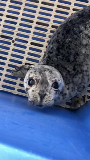 Did you know that baby harbour seals can be very vocal? Have a listen! You can even hear them in the background!👂🏼🔈 #volumeup #babyseal #cute #fyp