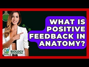 What Is Positive Feedback In Anatomy? - Biology For Everyone